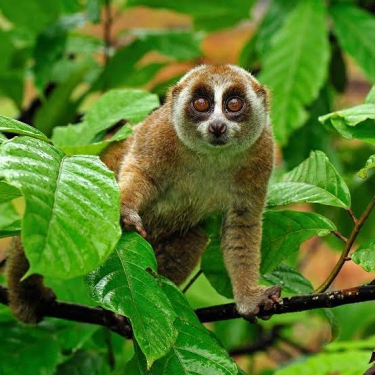 5 cool and weird animals
