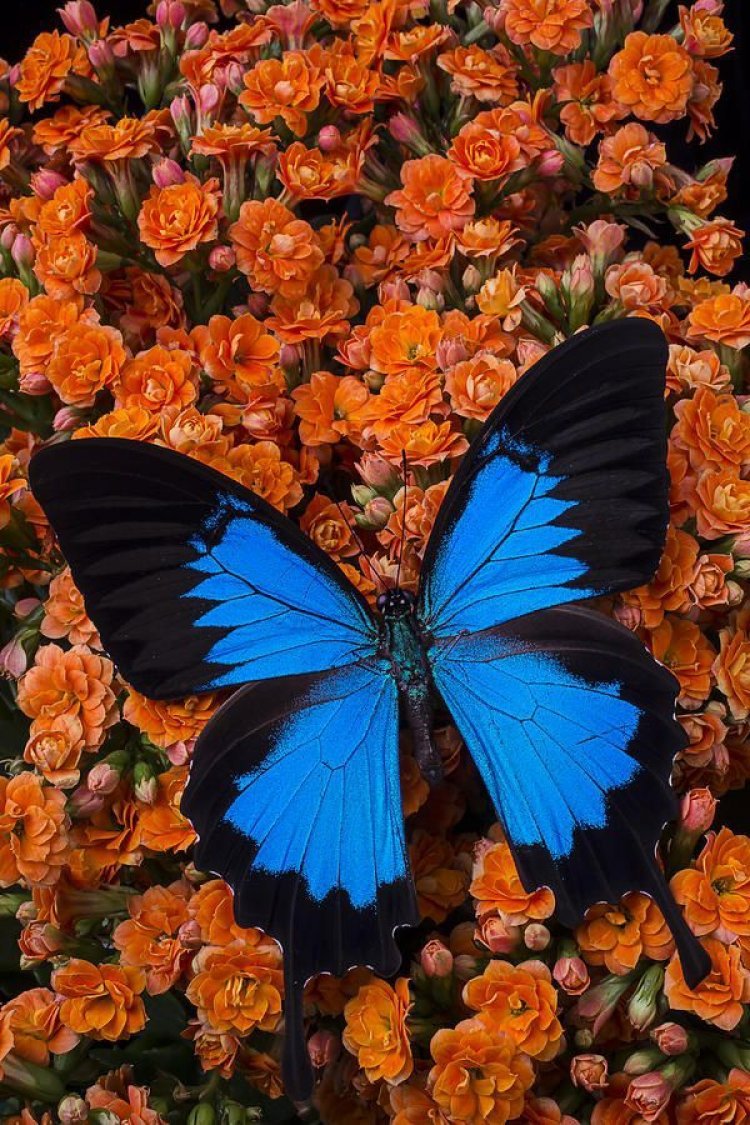 Butterfly varieties around us